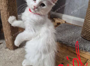 Beautiful Maine coon kittens