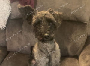 Mini schnoodle stud