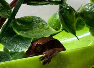 Lily white Phantom Crested Geckos