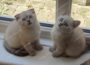 Scottish Fold and Scottish Straight