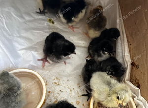 Chicks to Layers-all sizes from hatch to lay