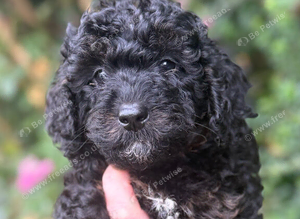 Cavapoo curly wurly puppies 5 * Council reg&rsquo;d
