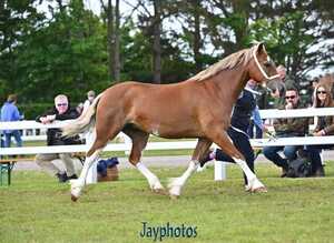 Flashy Welsh D mare shown County level