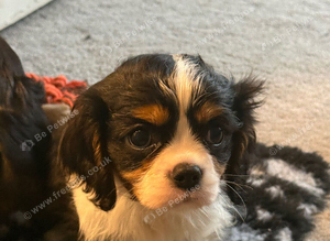 Last few left - Beautiful Cavalier Pups ️