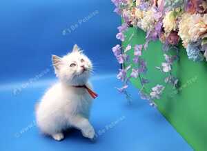 Exceptional GCCF Registered Ragdoll kittens