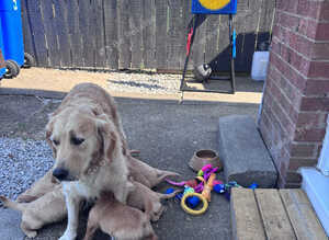 5 puppies available