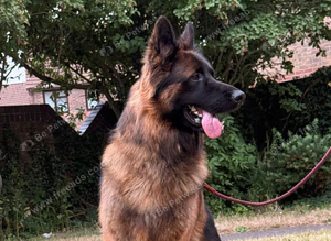 Make German Shepherd Rehome