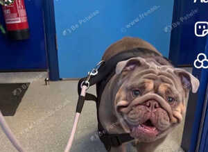 I have 2 beautiful English bull dogs left one boy one girl both kc registered