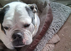 Old tyme bulldog 250