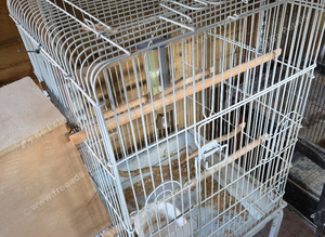 Cockatiel Cage with or without Nest Box