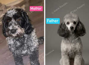 F1B Cockapoo Puppies