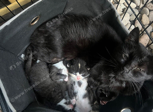 3 striking mixed breed kittens