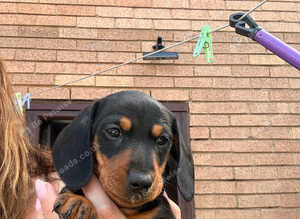 Miniature dachshund
