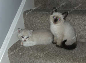 Ragdoll kittens