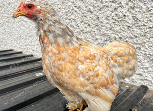 Sablepoot Chickens