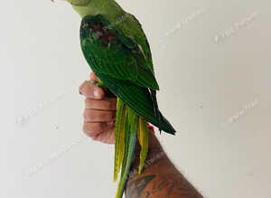 Hand reared alexandrine for sale