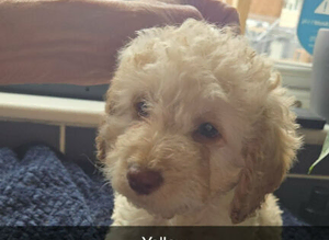 cockapoo puppies