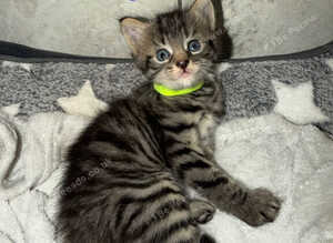 Fluffy kittens