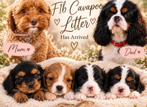 Cavapoo puppies