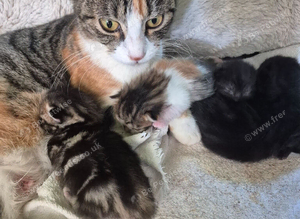 Kittens