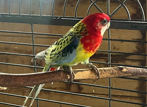 Rosella Rainbow