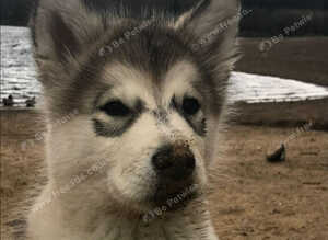 Alaskan malamute cross husky