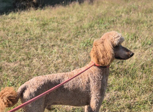 Standard poodle for Stud