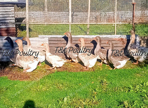 Pairs Dewlap Toulouse Geese