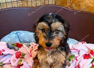 1 beautiful cockerpoo girl