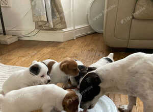 JACK RUSSELL TERRIOR