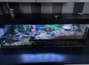 Full set up, Mudskipper, Molly, frogs
