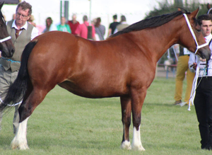 Mitcharon welsh lady