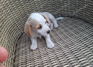 Jackapoo puppies for sale