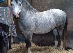 Welsh mountain gelding