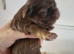 Special quality dobie Imperial shih tzu's