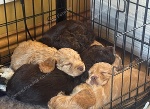 Working cocker puppies