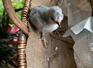 Chicks of various breeds