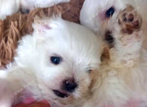 2 Miniature malteses girls for sale