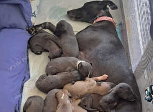 Whippet for sale