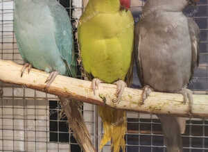 Baby Ringneck Parrots