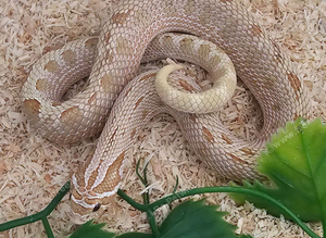 Beautiful Toffeeconda Male (Proven)