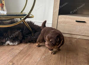 Stunning choc and tan bear coat shar pie