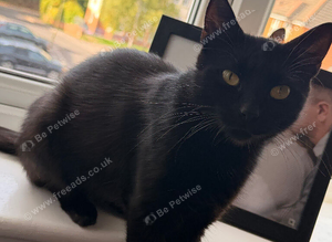 Female cat