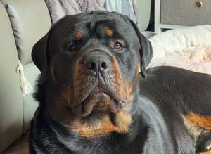 Rottweiler Stud