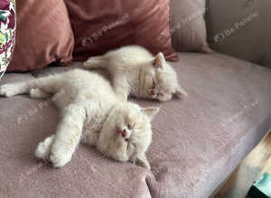 Gorgeous British shorthair kittens