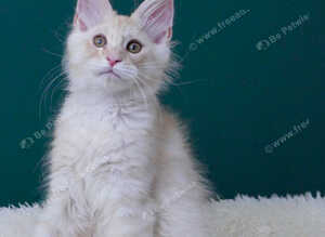 Only one stunning boy left. Tica registered