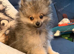 Pomeranian Puppy Ready Now!!