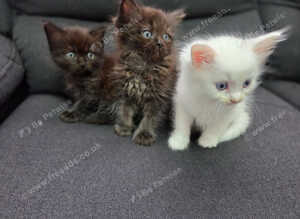 Ragdoll x Maine Coon kittens