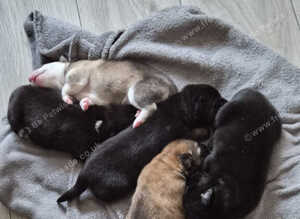 SHEPSKY PUPS