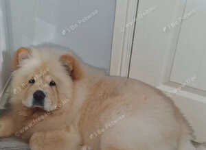 Chow chow female